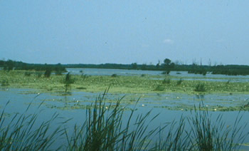 Upper Wapsipinicon Riparian Corridor BCA